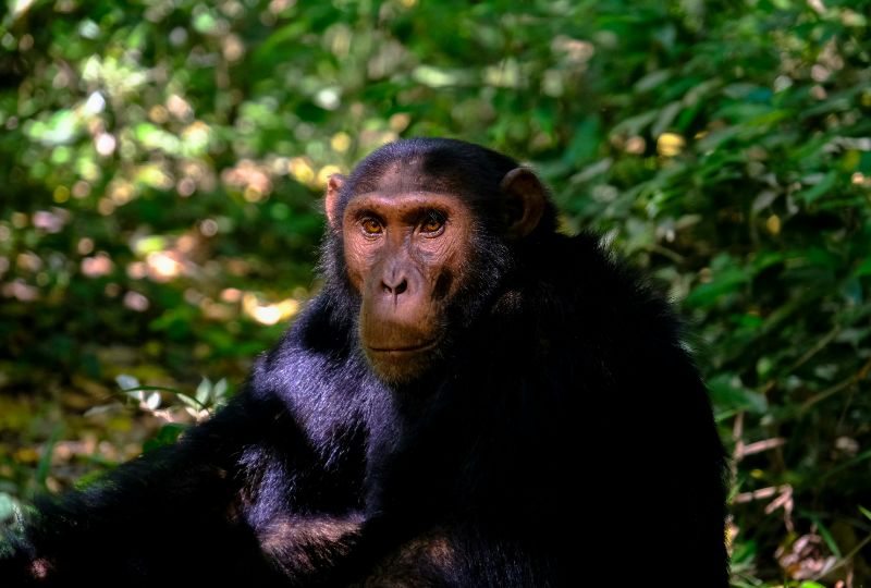 Residents Ransack Chimpanzee Center in Guinea After Animal Kills Infant